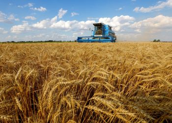 ارتفاع تكلفة تأمين الحبوب الأوكرانية بسبب تصاعد الهجمات الروسية