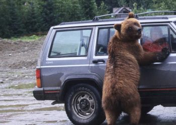 السلطات الأميركية تضبط محتالون في مجال التأمين أرتدوا زي دب لتدمير السيارات