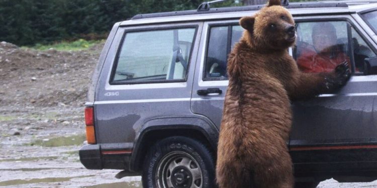 السلطات الأميركية تضبط محتالون في مجال التأمين أرتدوا زي دب لتدمير السيارات